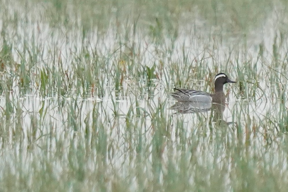 Canard pilet nageant sur un étang