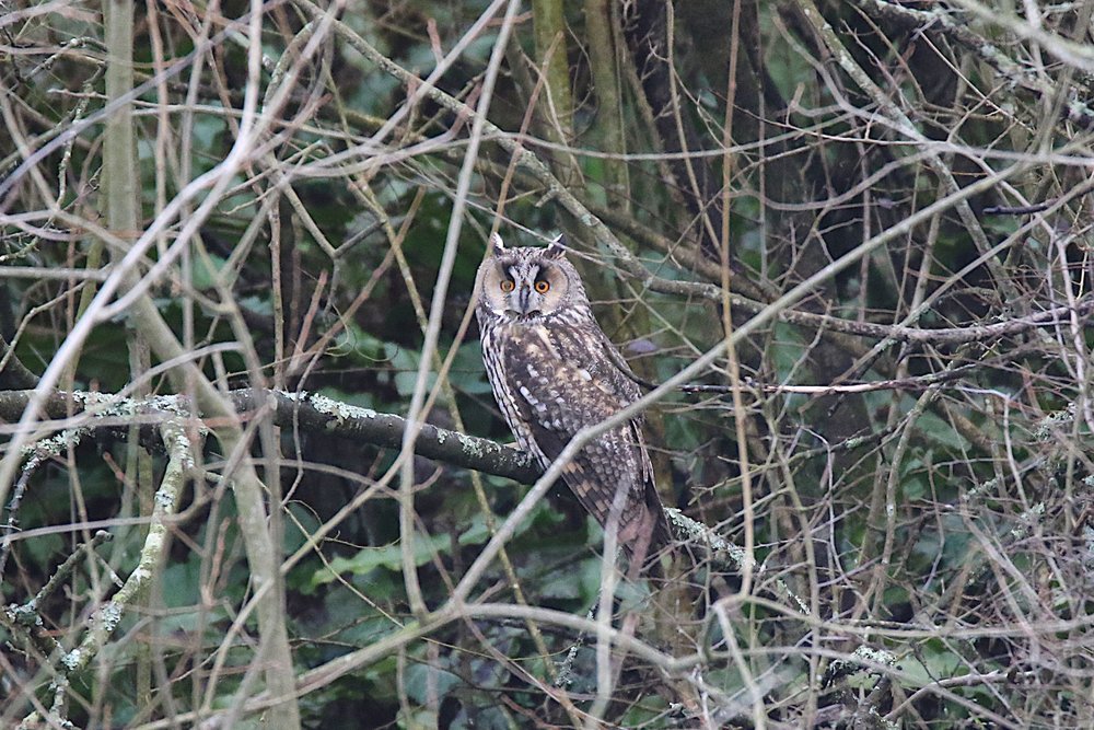 Hibou moyen-duc