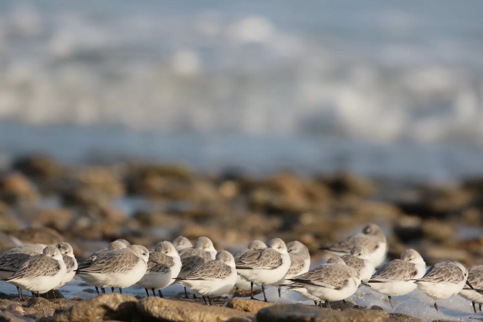 Bécasseaux sanderling au repos