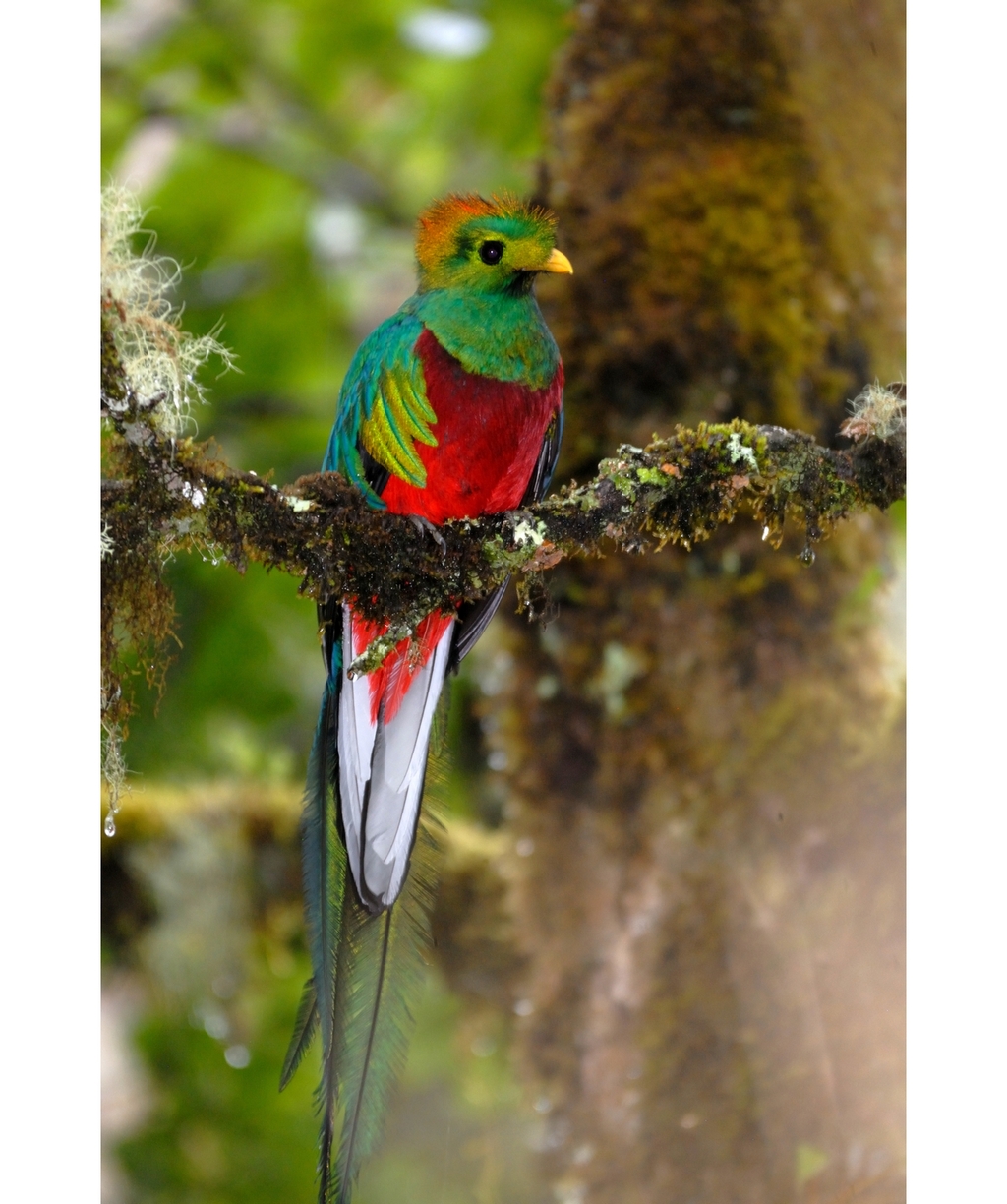 Voyage au Costa Rica
