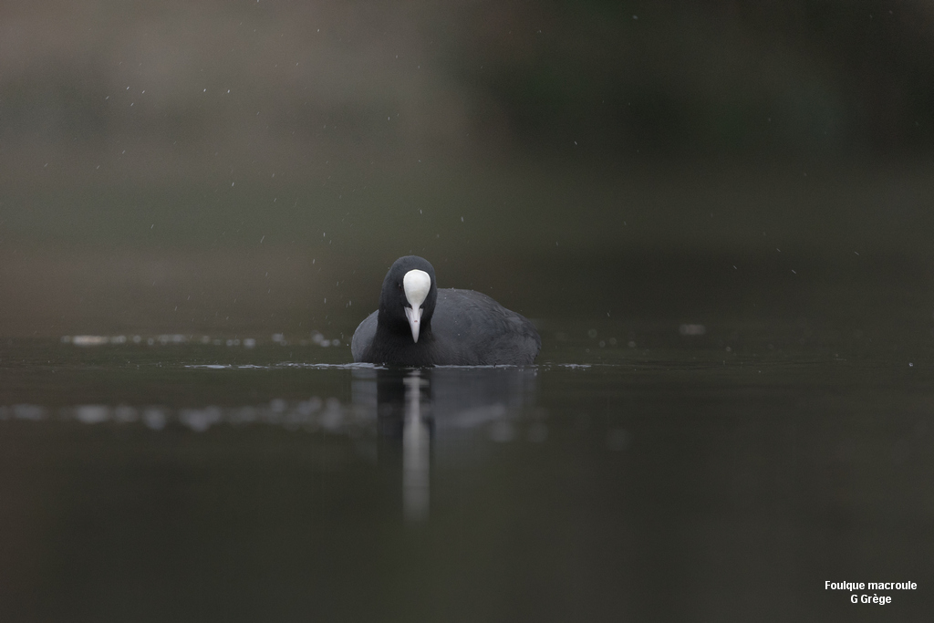 Foulque macroule - Fulica atra - Grège Guillaume
