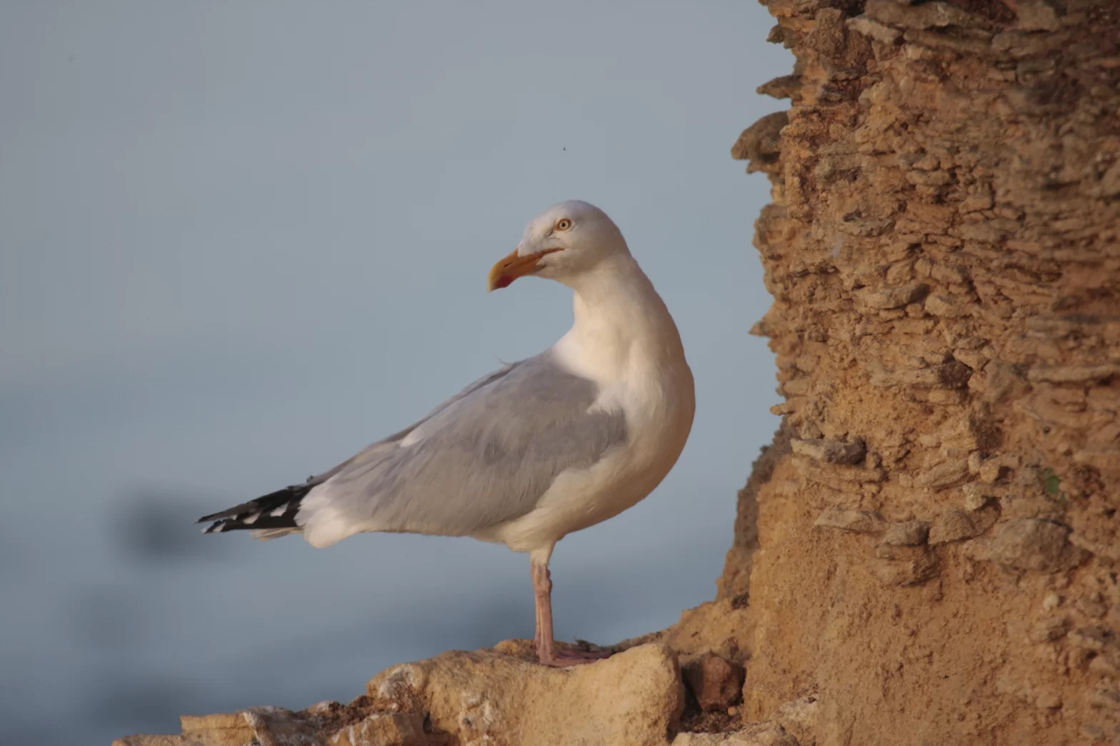 Goéland argenté