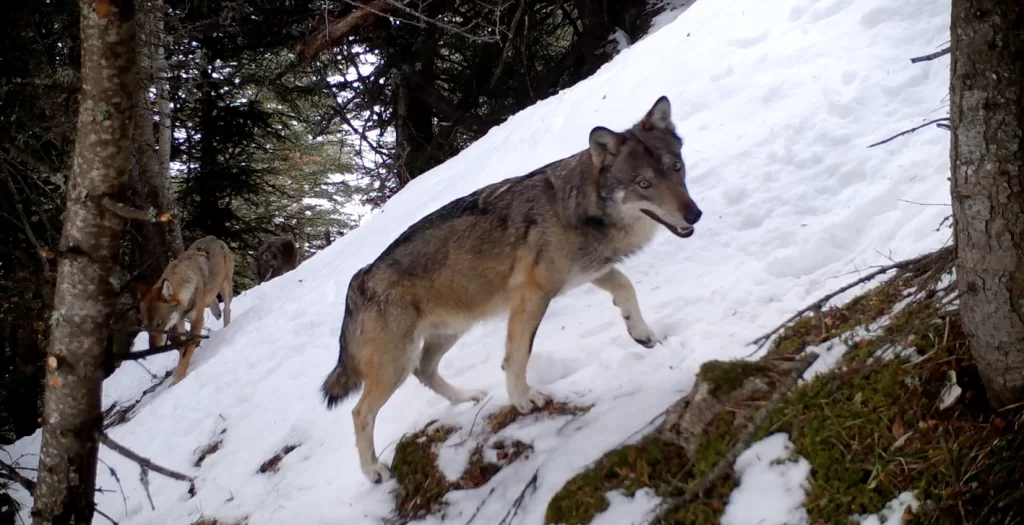 Loup dans la vallée enneigée