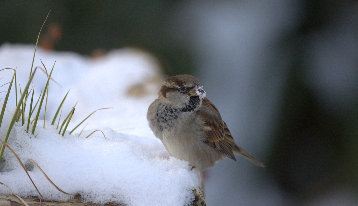 Moineau domestique mâle en hiver avec de la neige autour du bec