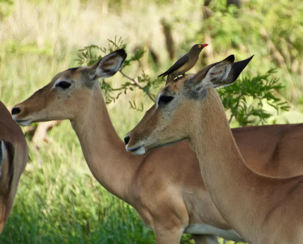 Piqueboeuf à bec rouge sur la tête d'un impala