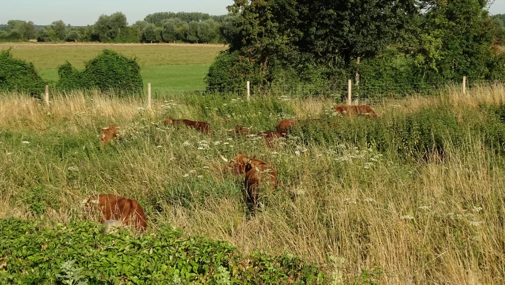 Vaches Highland Cattle au pré