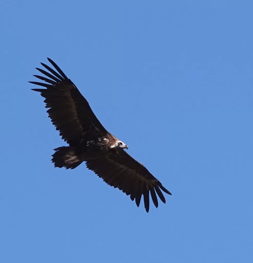 Vautour moine en vol