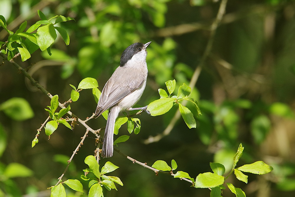 Mésange nonnette dans un arbuste au jardin