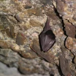 Chauve-souri - Petit Rhinolophe