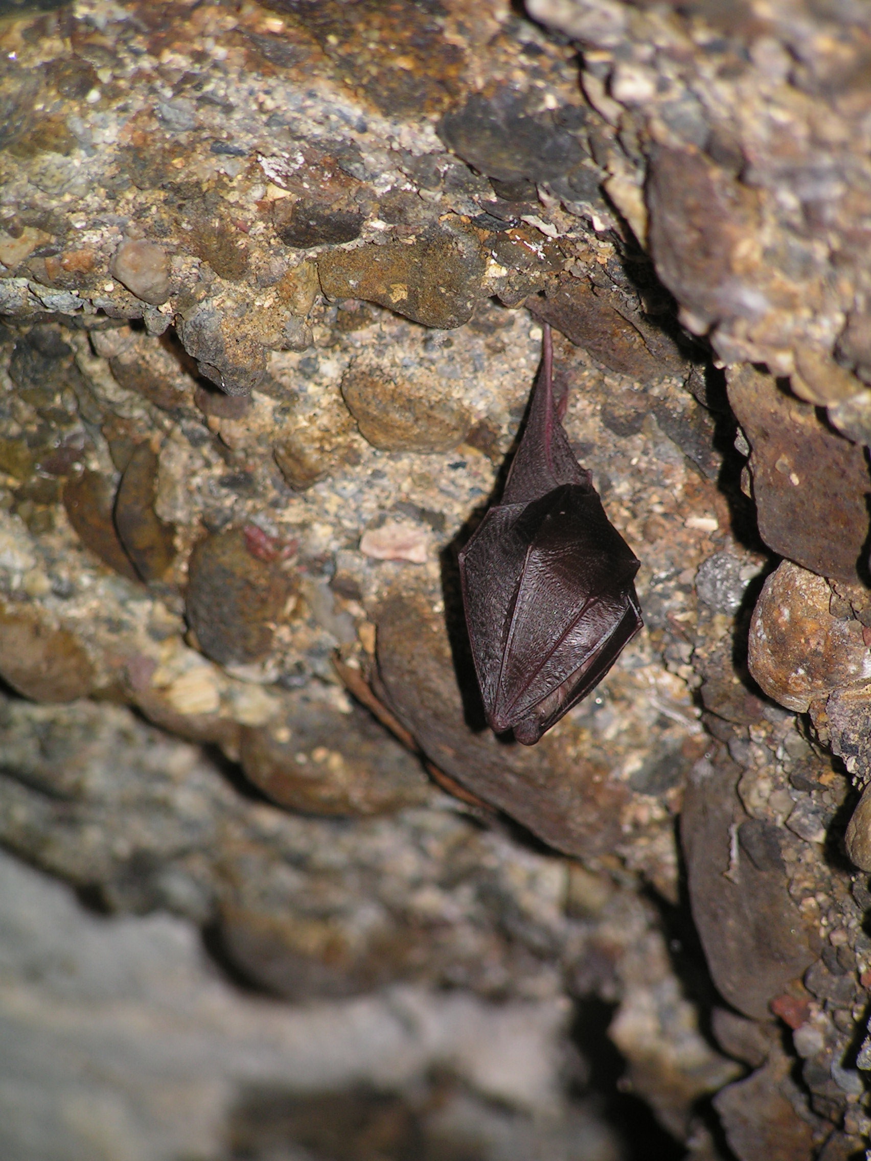 Chauve-souri - Petit Rhinolophe