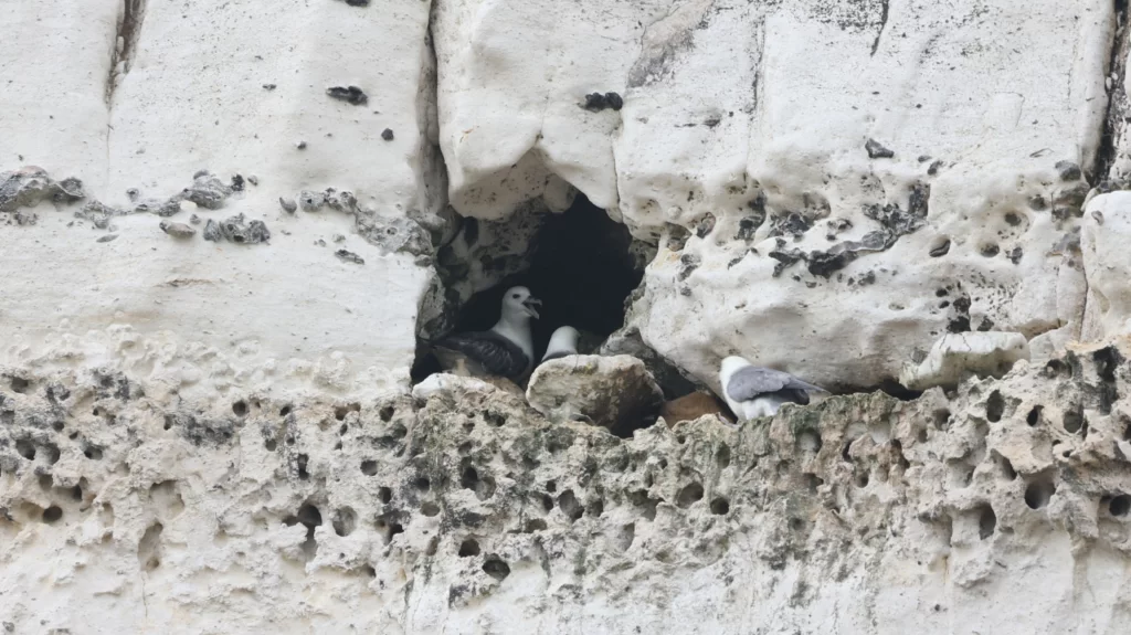 Couple de fulmars boréal dans une cavité de falaise