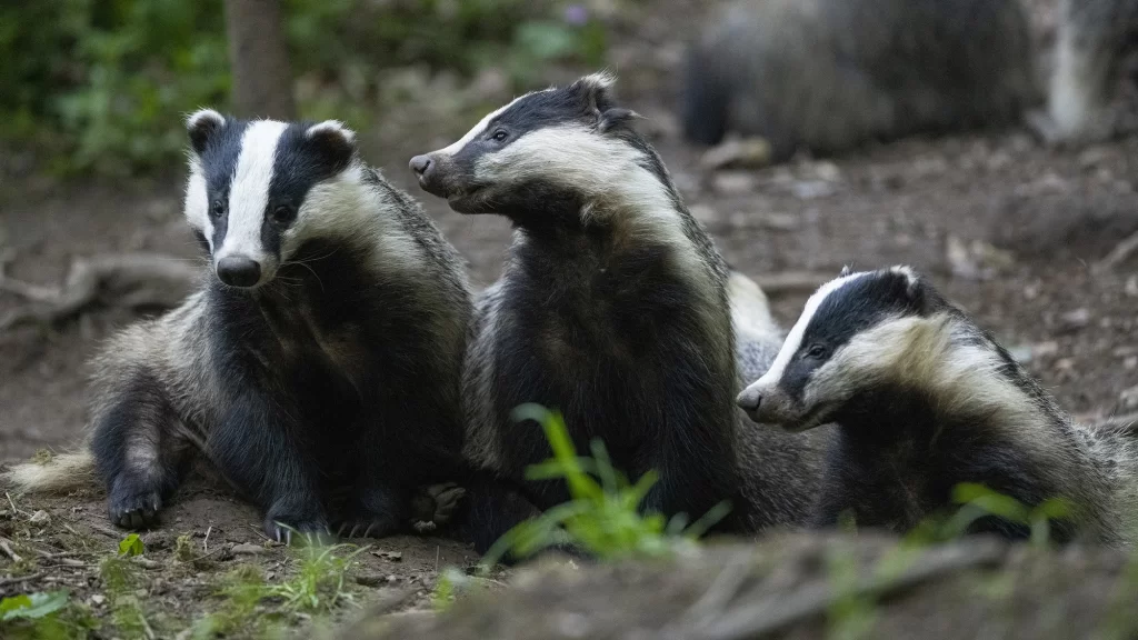 Groupe de trois blaireaux dans la forêt