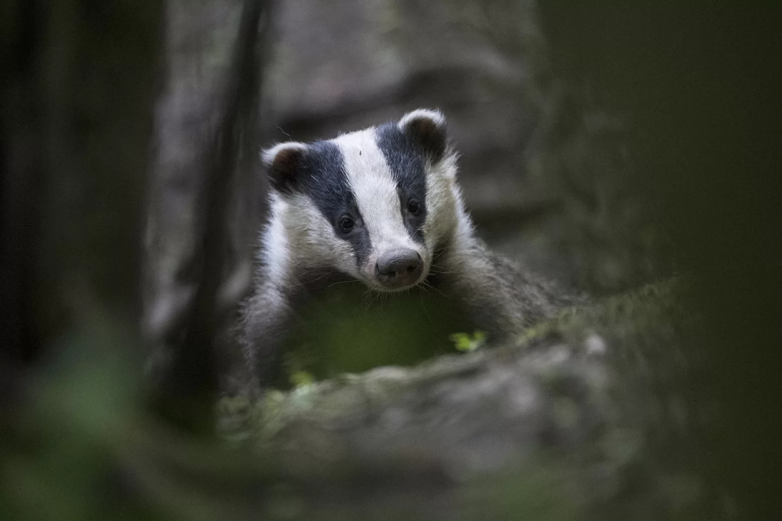 Blaireau dans les sous-bois