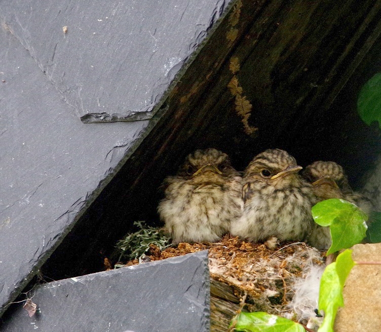 Trois poussins de gobemouche gris au nid