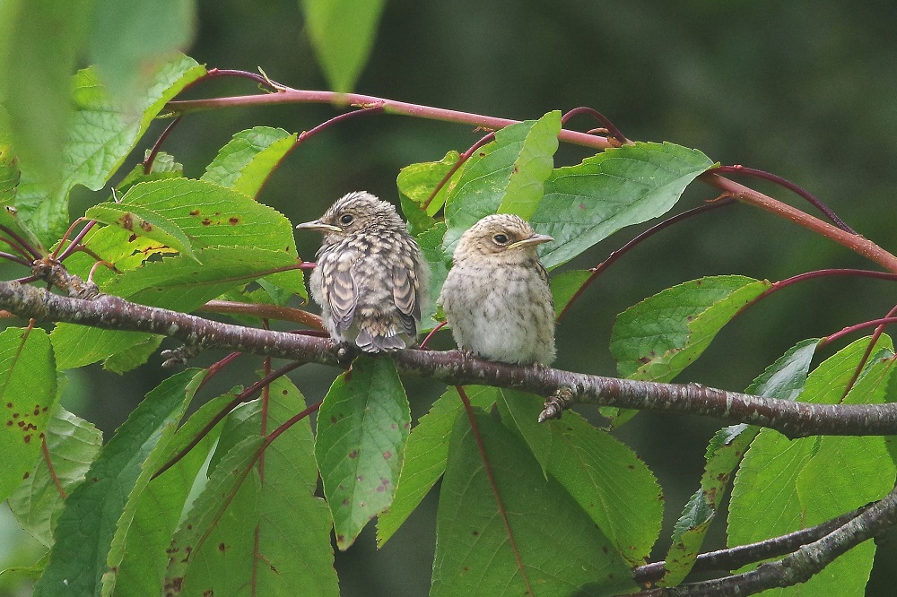 Deux poussins de gobemouche gris sur une branche