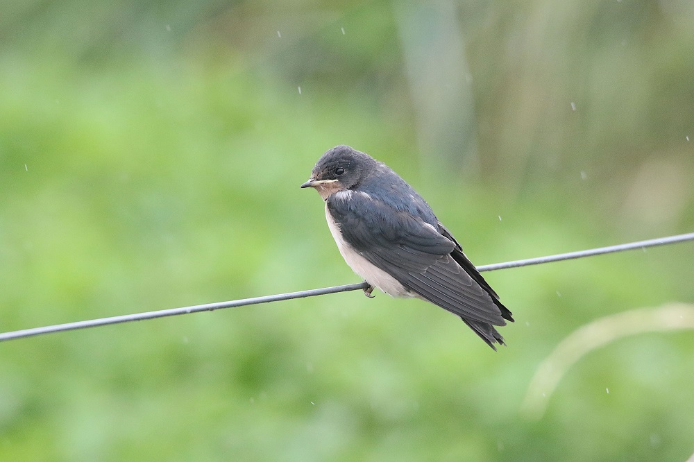 Hirondelle rustique juvénile