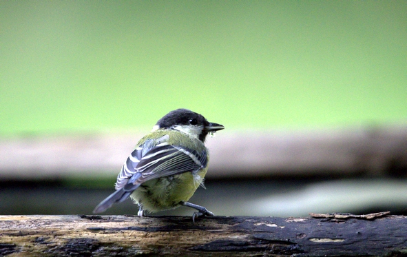 mésange charbonnière à l'abreuvoir