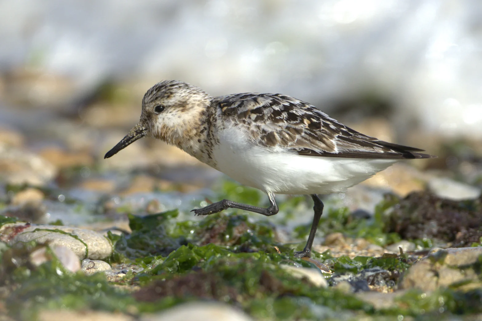 Bécasseau sanderling