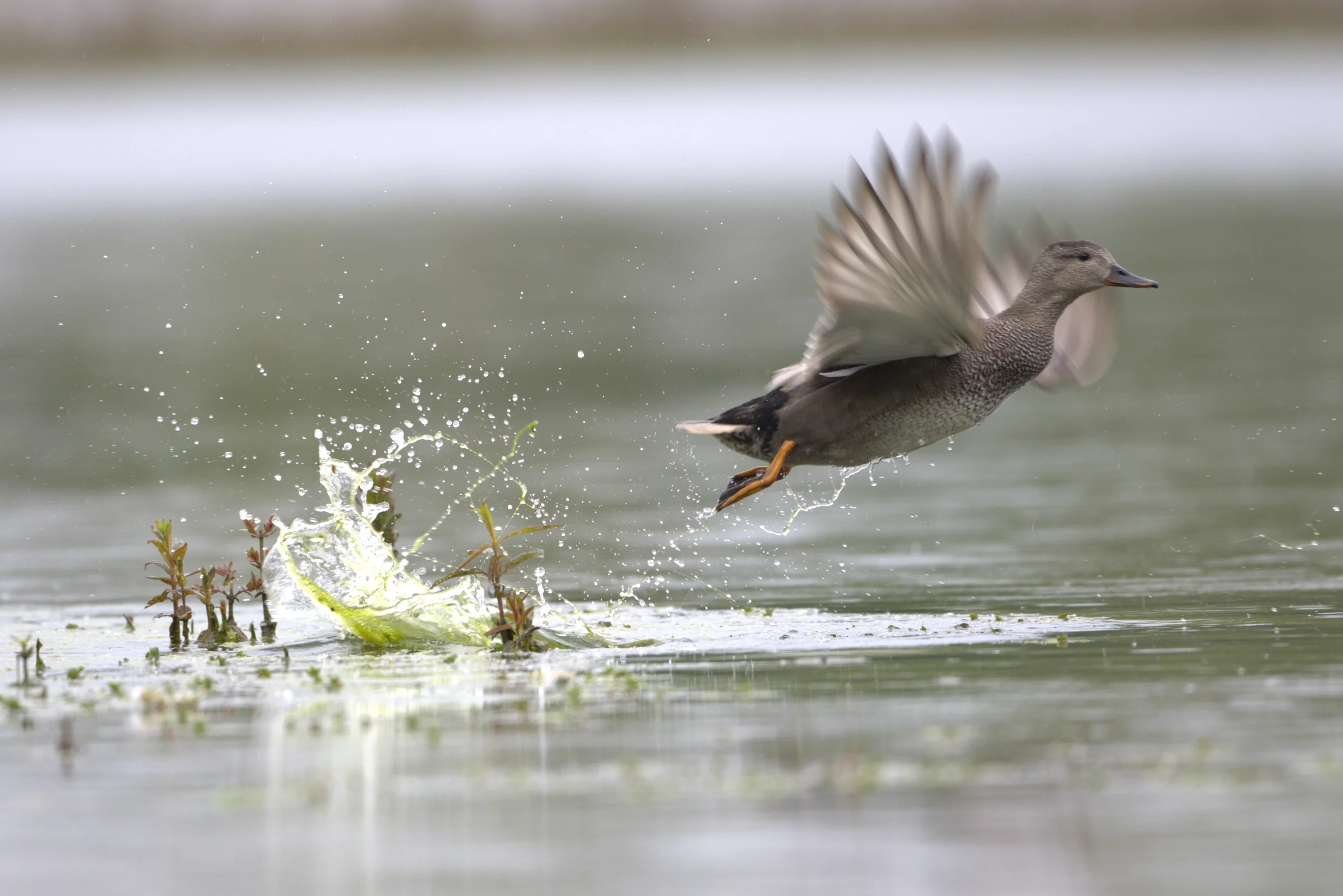 Canard chipeau en vol