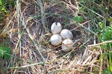 Éclosion d'un poussin dans un nid de busards Saint-Martin
