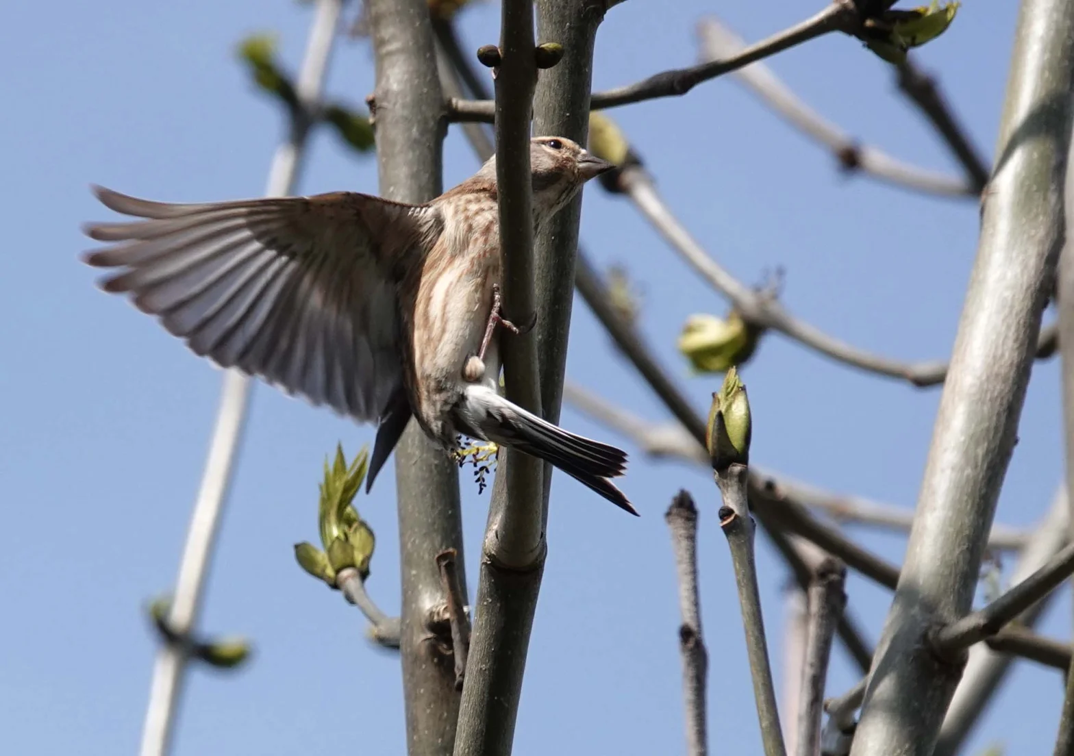 Linotte mélodieuse, ailes ouvertes, dans un buisson