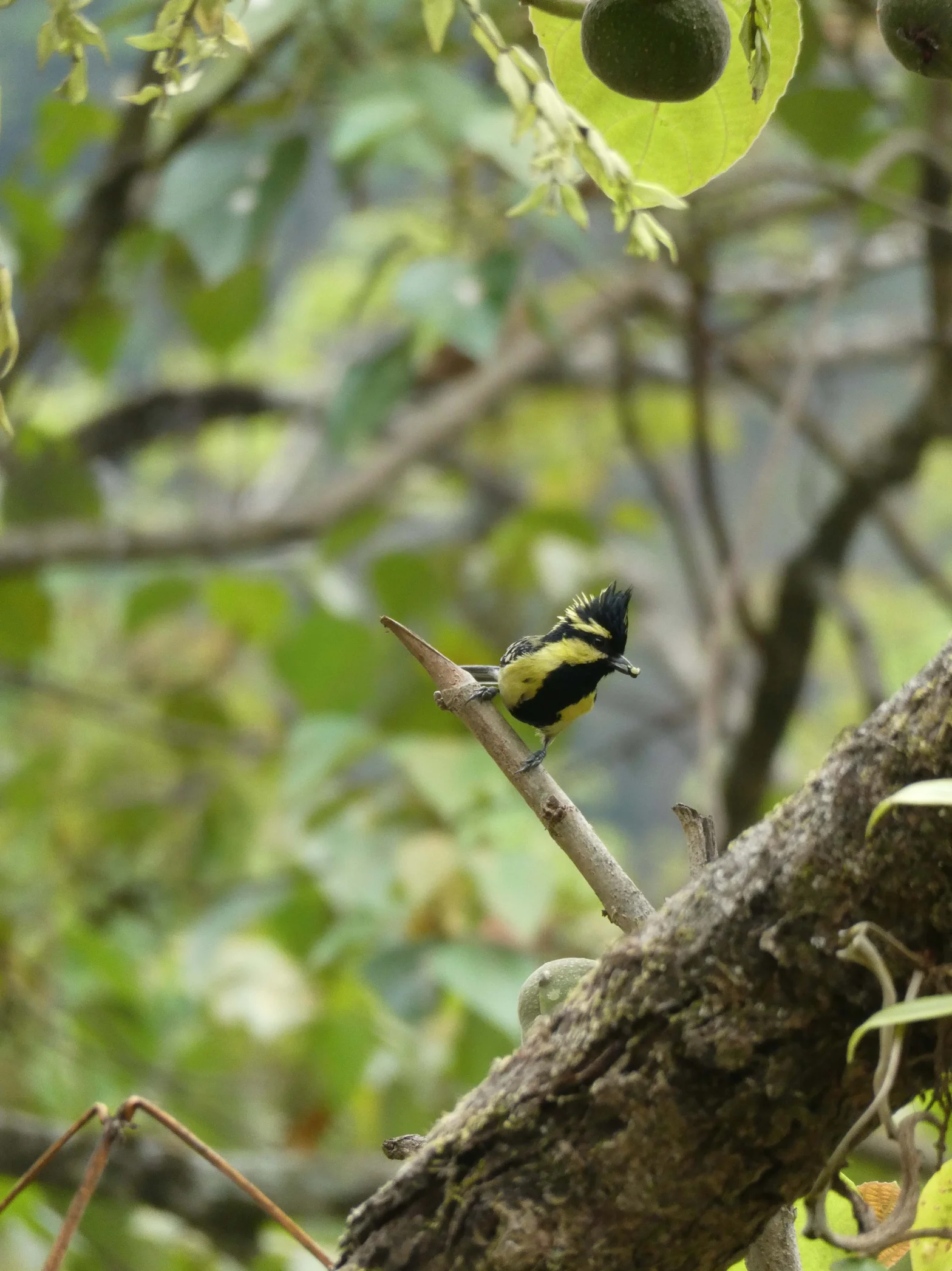 Mésange à joues jaunes - Voyage au Népal