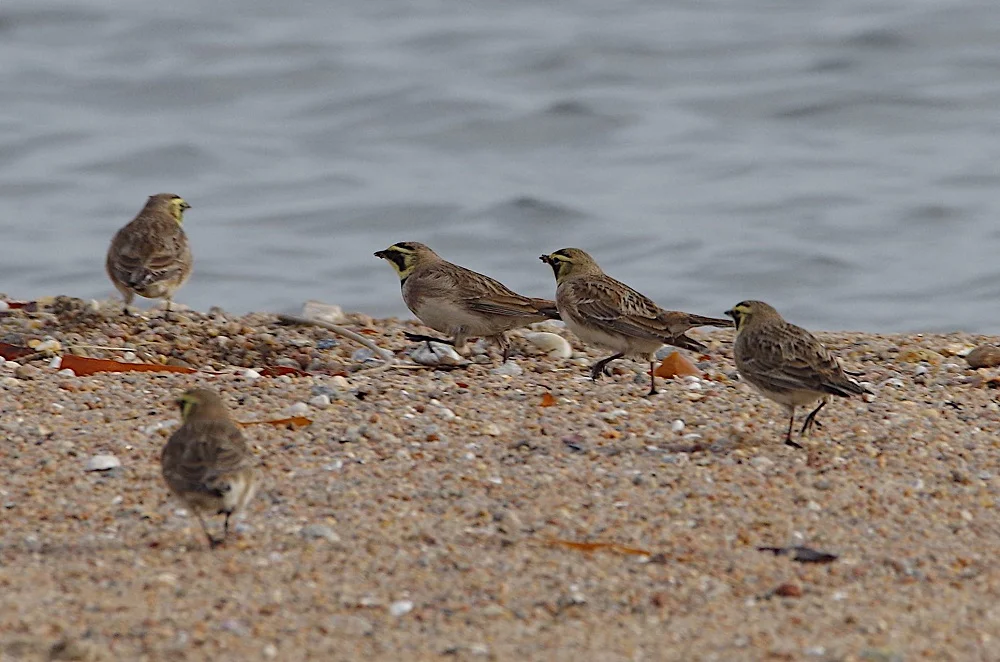 Bande d'alouettes haussecol sur la plage