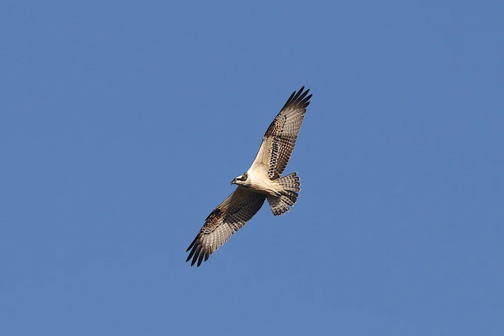 Balbuzard pêcheur en vol