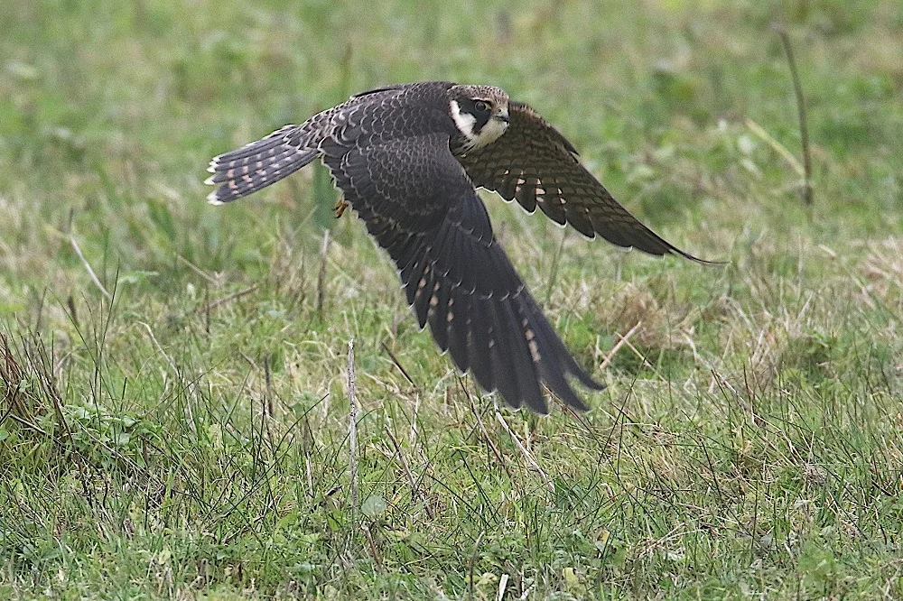 Faucon hobereau immature en vol au-dessus d'une prairie