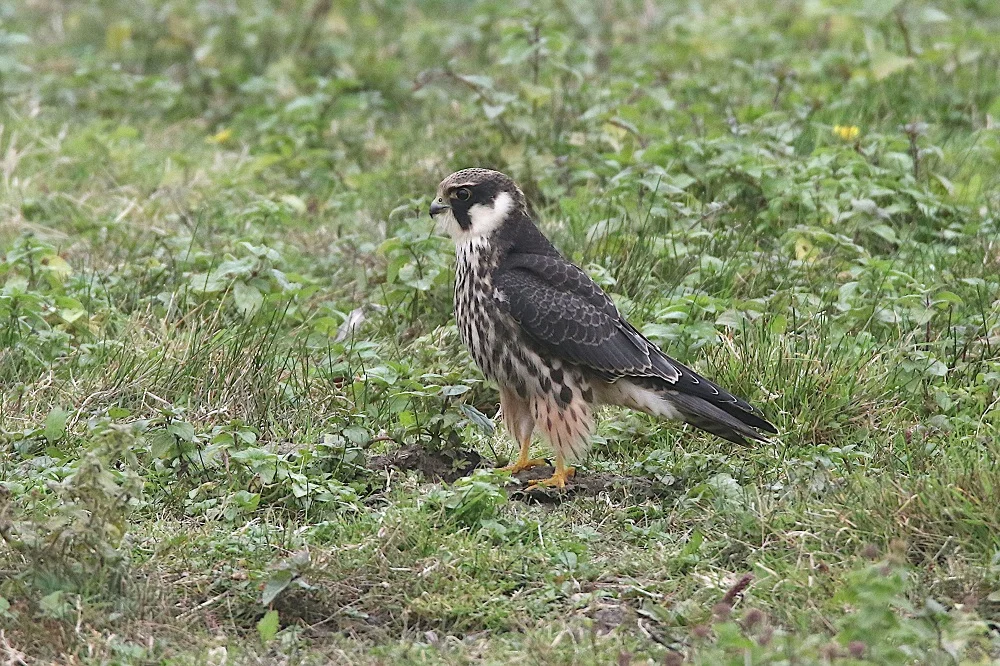 Faucon hobereau immature posé dans l'herbe