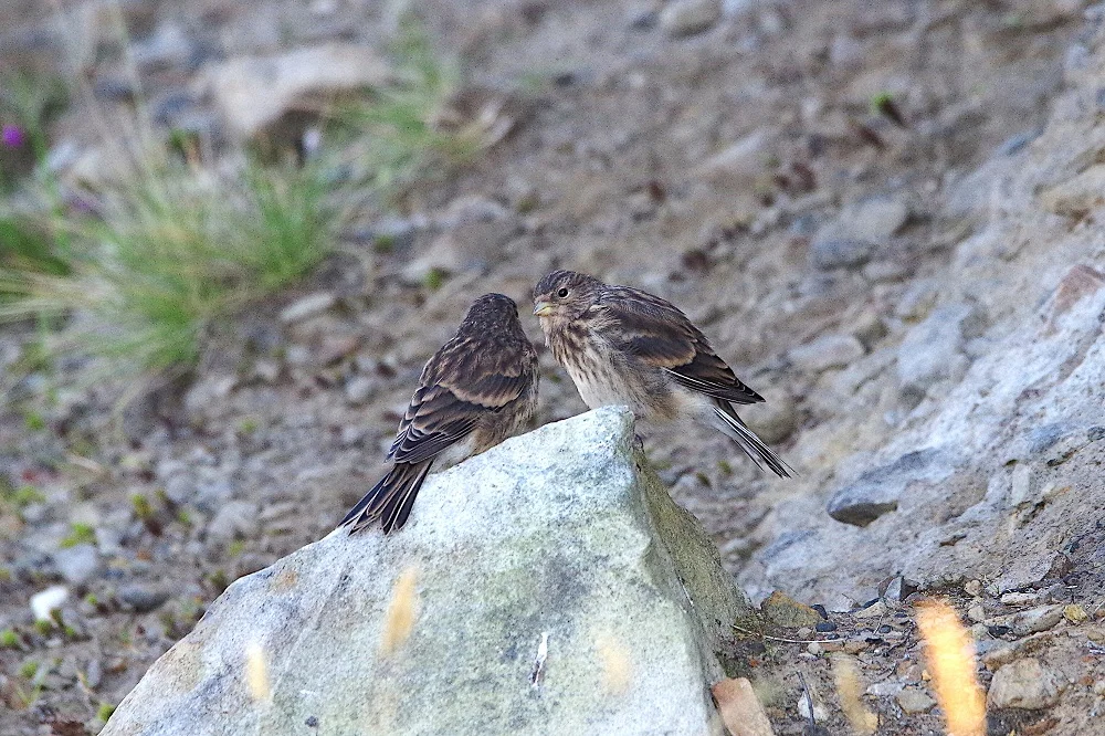 Deux linottes à bec jaune posées sur un rocher en bord de mer