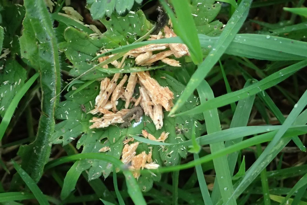Copeaux de bois laissés par le pic épeiche