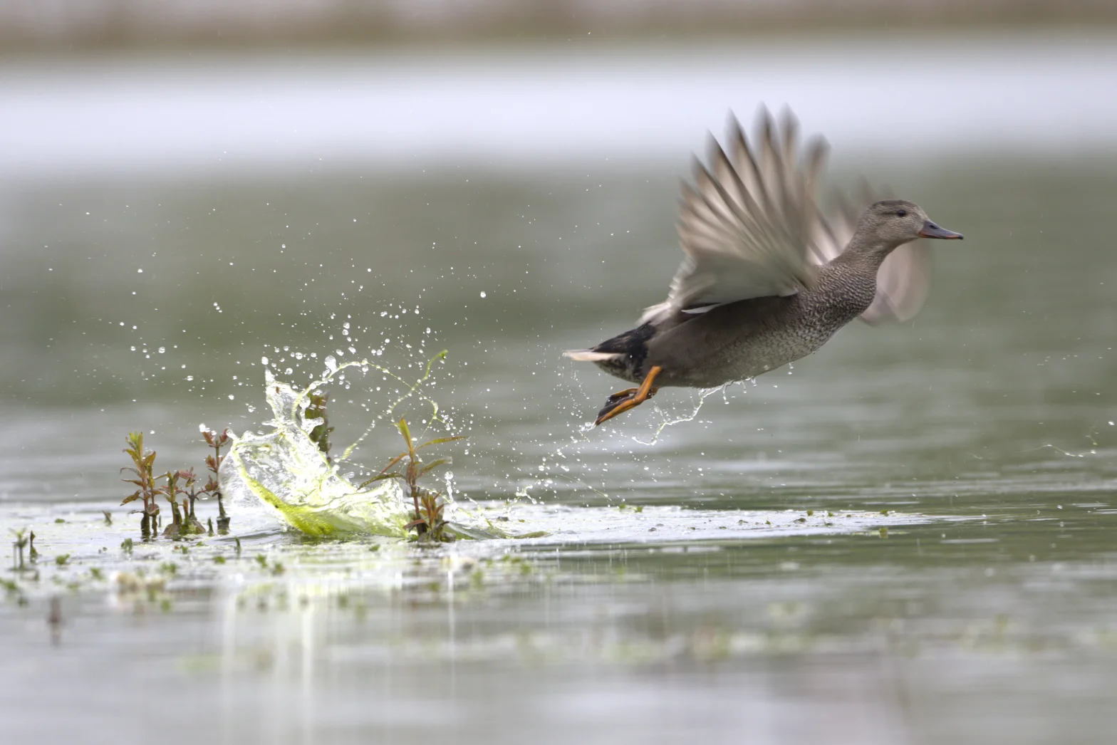 Canard Chipeau qui décolle