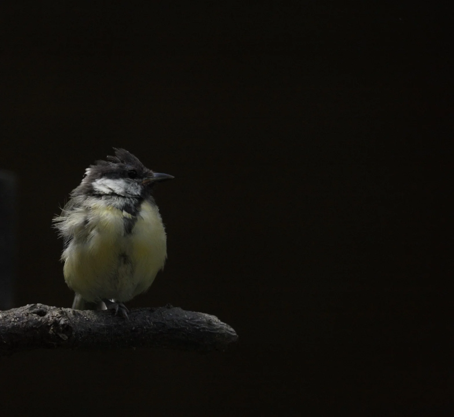 Mésange charbonière