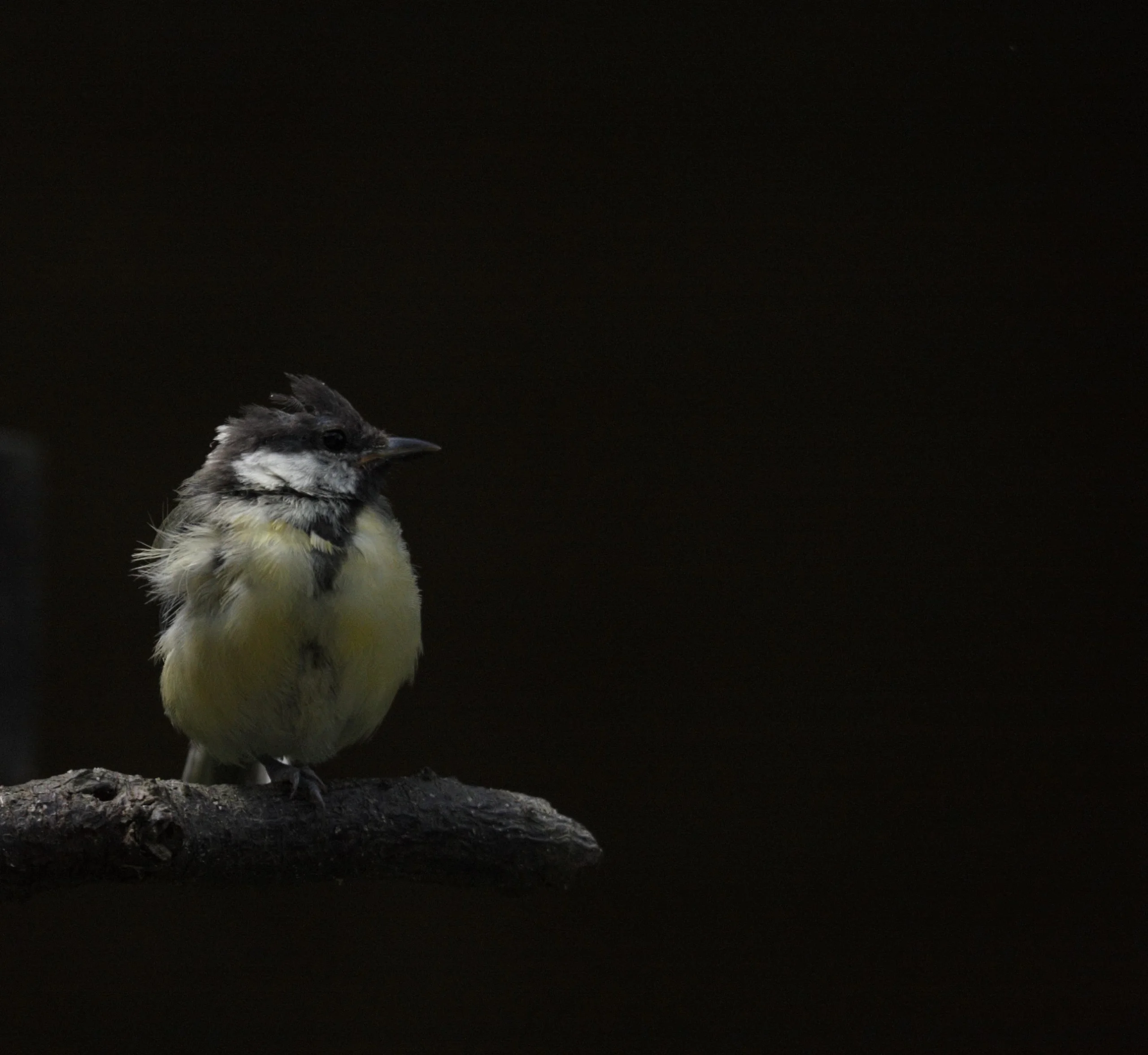 Mésange charbonière