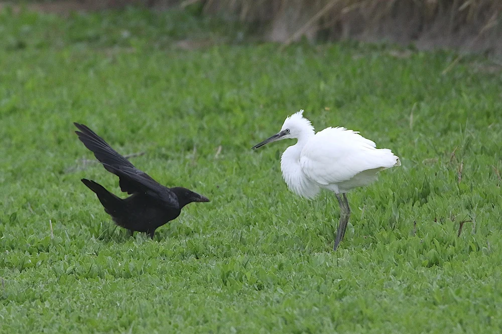 dans une prairie, interaction entre une corneille noire et une aigrette garzette