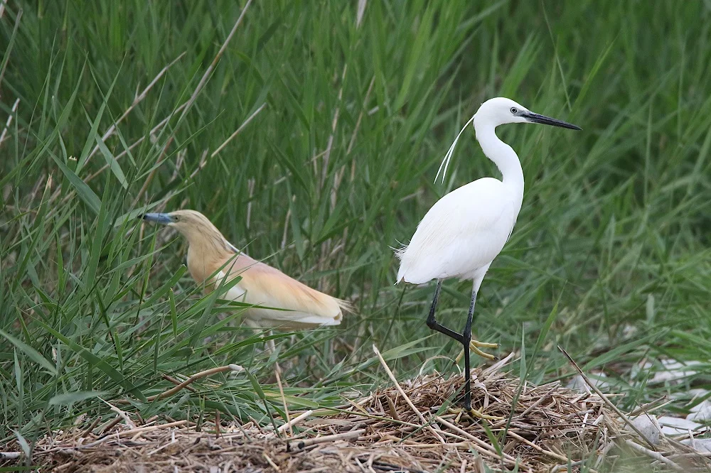 Aigrette garzette et crabier chevelu dans une roselière