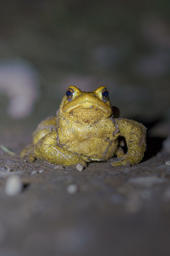 Crapaud épineux