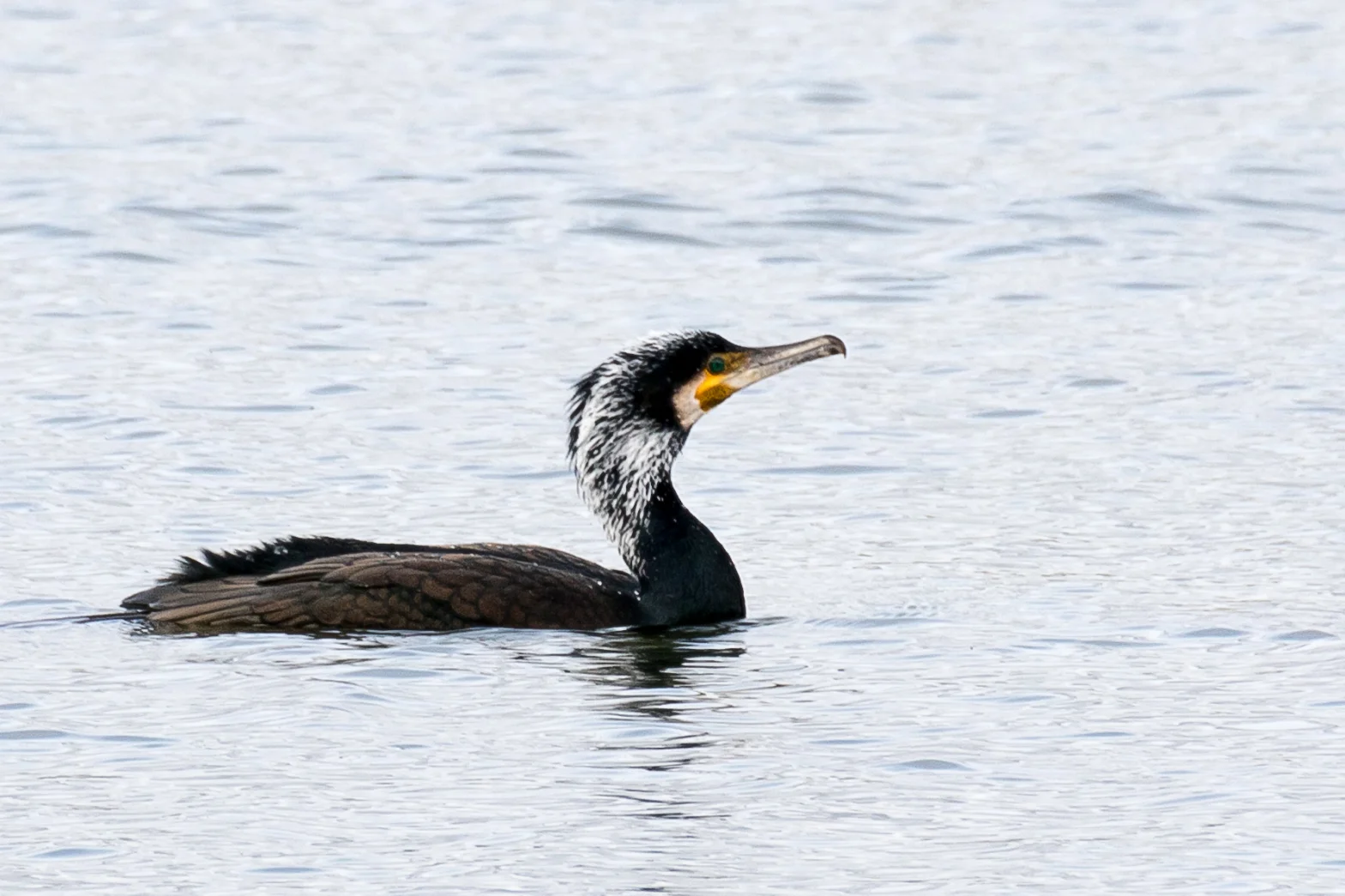 Grand Cormoran