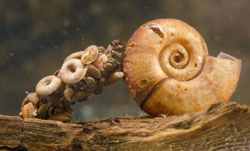 Trichopteres