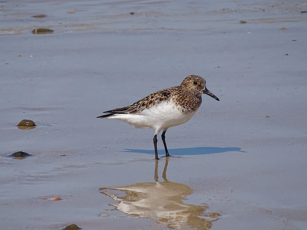Bécasseau sanderling