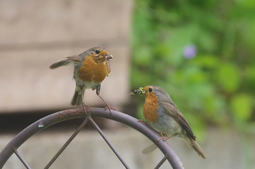 Couple de rougegorges posés sur un dossier de chaise de jardin, avec des vers dans le bec.