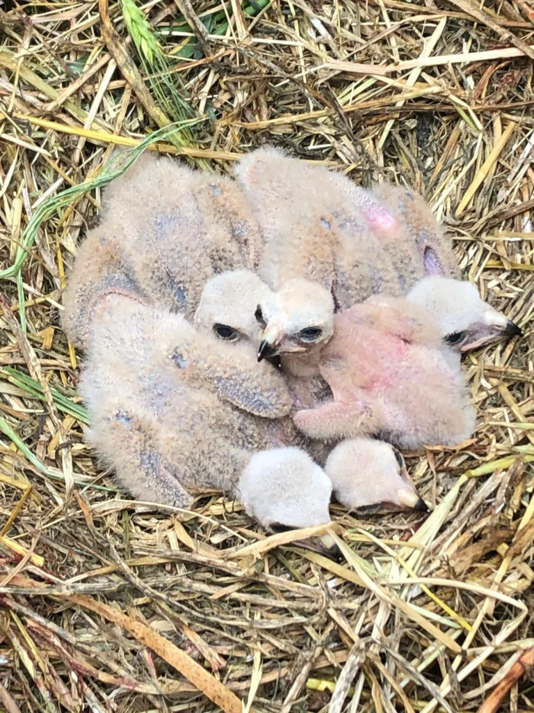 5 poussins de busard saint-martin serrés ensemble au nid