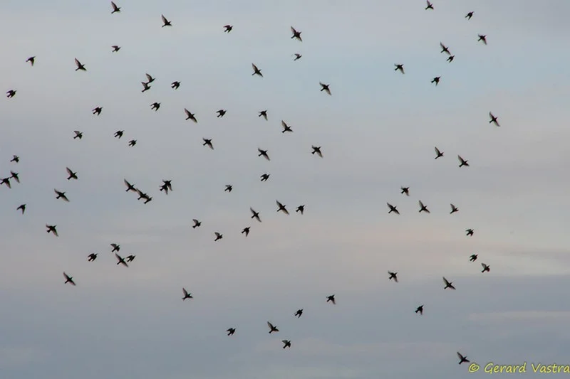 Vol d'oiseaux