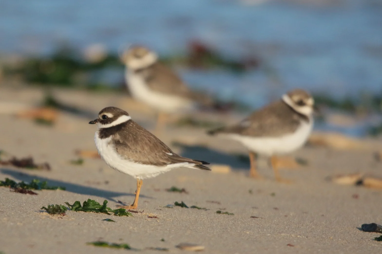 Gravelots sur la plage