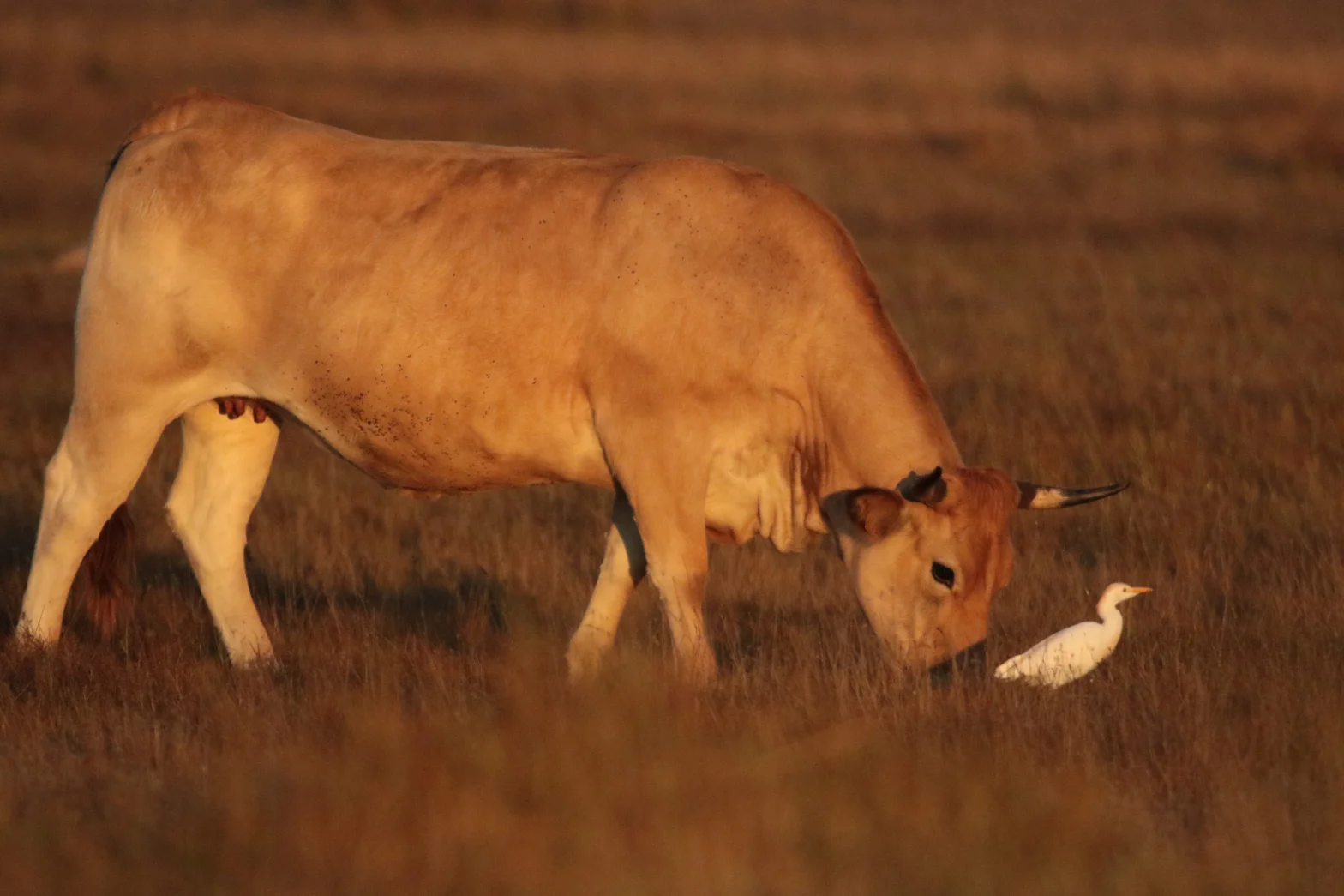 Héron garde bœuf avec une vache