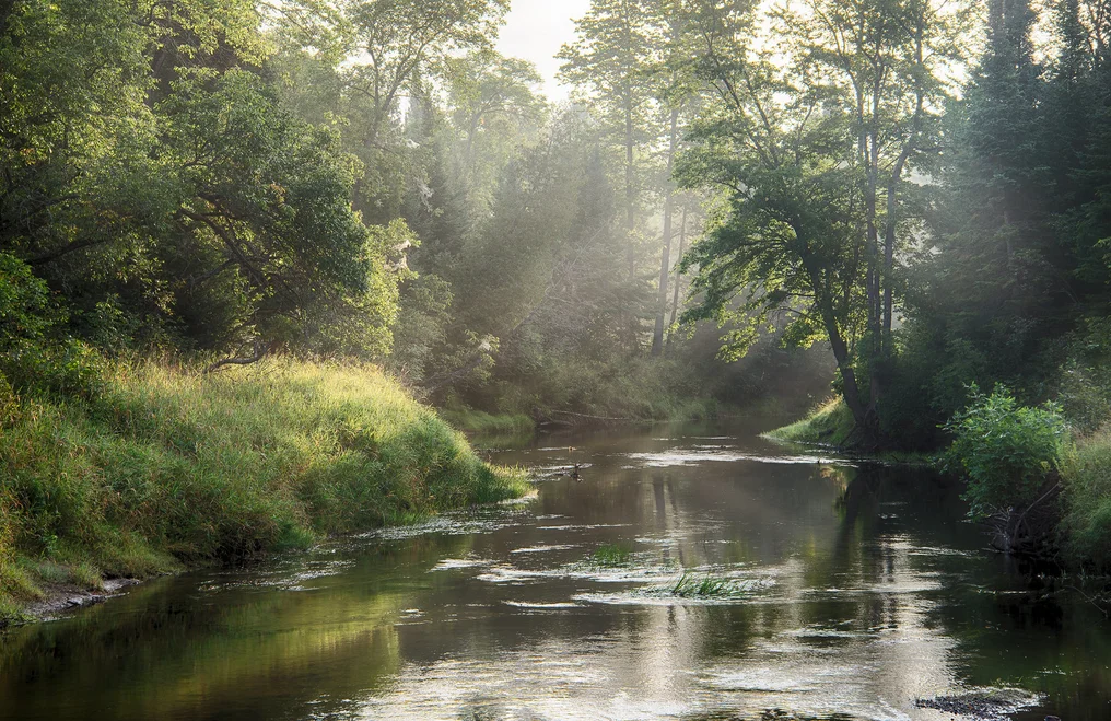 Rivière sous les arbres
