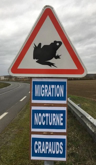signalisation routière pour la migration nocturne des crapauds au printemps
