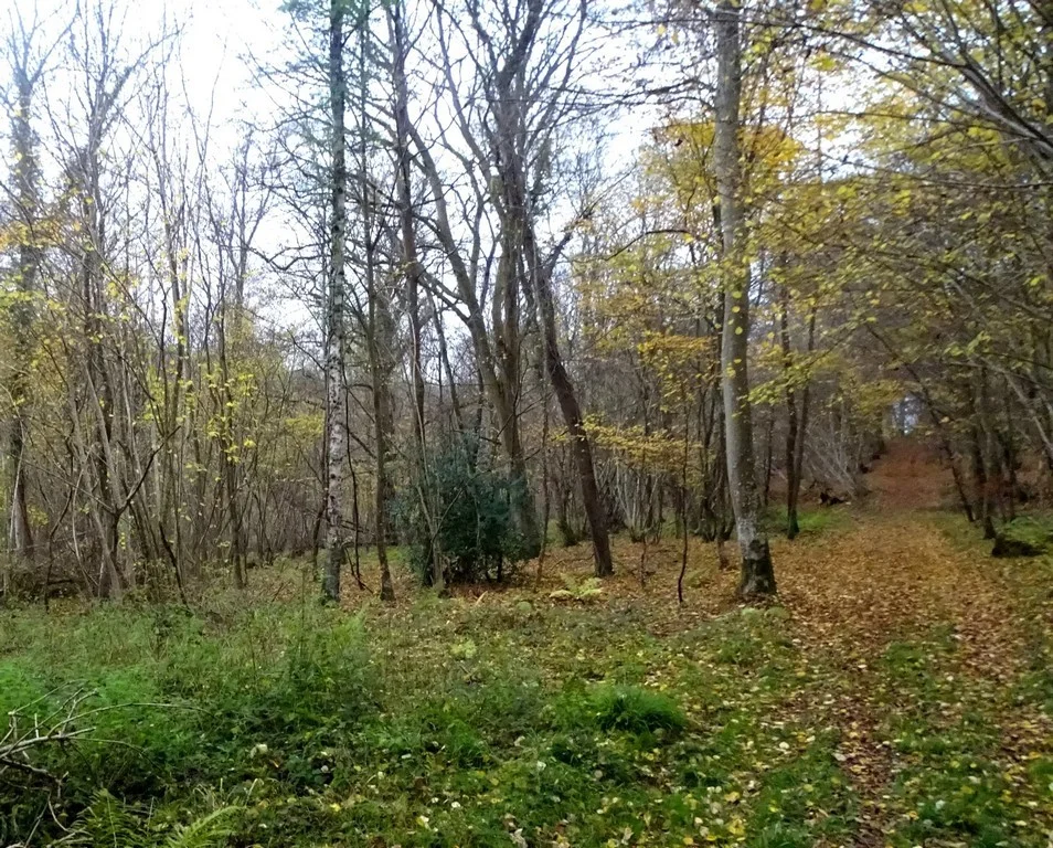 Sentier forestier