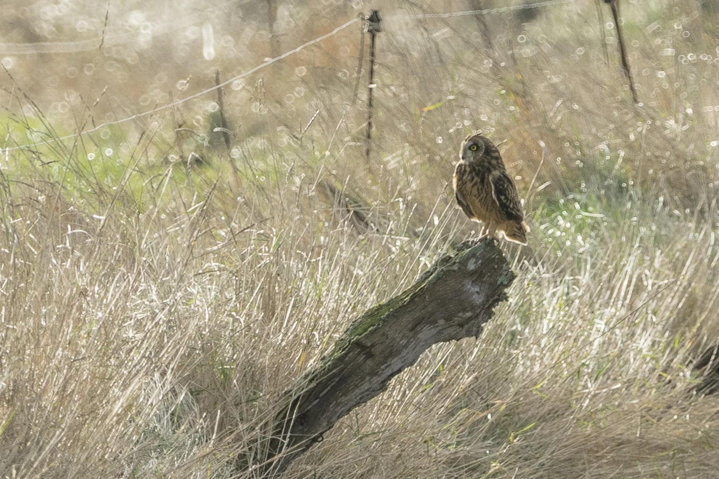 Hibou des marais